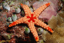 Noduled sea star,Fromia nodosa. picture taken in Maldives by Anouk Houben 